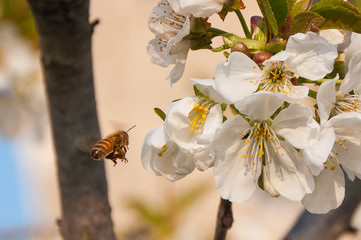 Api e fiori di ciliegio 11