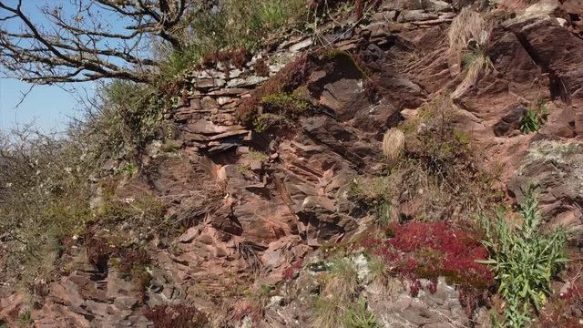 Moseltal bei Valwig,  Apolloweg im Fr&uuml;hling, Weinbau und Brachen