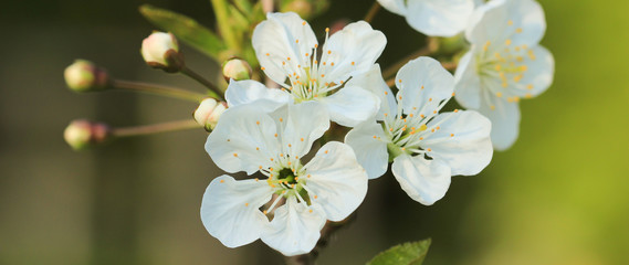 Kirschbaumblüte im Frühling