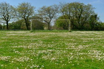 Closed sports field, Jersey, U.K. Daisies have taken over the soccer pitch in Spring.