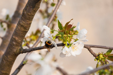 Api e fiori di ciliegio 14
