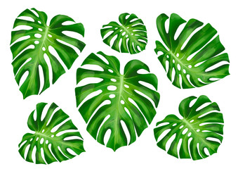 Monstera Deliciosa plant leaf from tropical forests isolated on white background. Can be used for greeting cards, flyers, invitations, web design, to everything. 