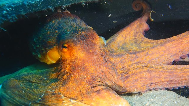 octopus scenery underwater ocean 