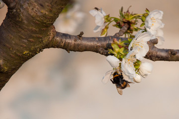 Api e fiori di ciliegio 16