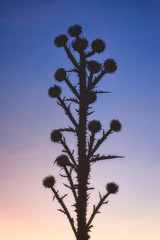 Silhouette of thorny plants in spring sunset.