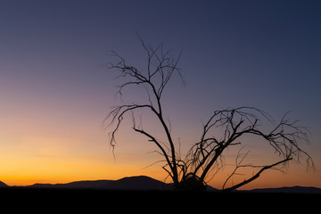 Silhouette d'un arbre mort au couché de soleil
