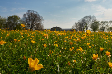 Feld mit gelben Butterblumen ( buttercup ) . Im Hintergrund das Naturkunde Museum dass von heimischen Bäumen umgeben ist,  Blumen im Focus, im oberen Schloss Garten in Stuttgart