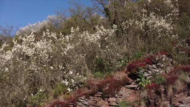 Moseltal bei Valwig,  Apolloweg im Fr&uuml;hling, Weinbau und Brachen