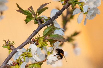 Api e fiori di ciliegio 18