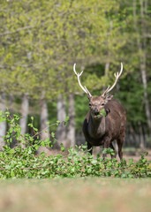 Sika deer stag  in a wildlife park with forest background