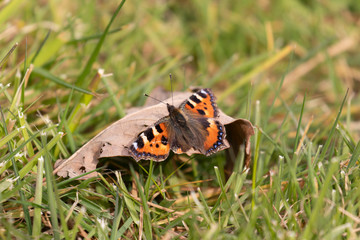A tortoiseshell butterfly resting on a leaf with a broken wing
