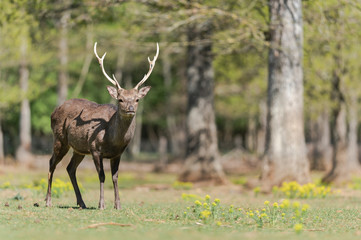Naklejka na ściany i meble Sika deer stag in a wildlife park with forest background