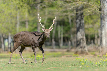 Sika deer stag  in a wildlife park with forest background