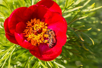 A bee collects ardent