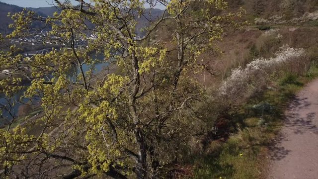 Moseltal bei Valwig,  Apolloweg im Fr&uuml;hling, Weinbau und Brachen