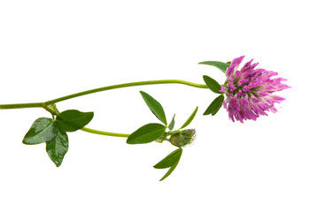 clover flower isolated