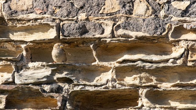 A female sparrow collecting nesting material against a sandstone wall