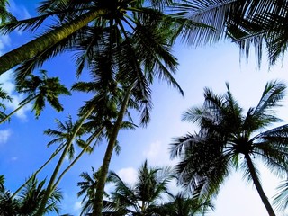 Fototapeta na wymiar Sky with palm trees on the beach in Sri Lanka near the hotel. A paradise for meditation and Buddhism.