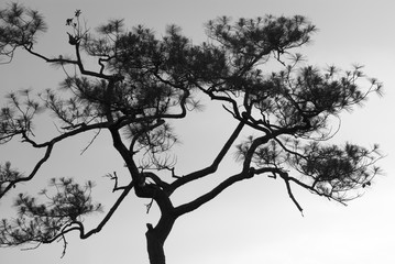 Single twisted tree against a bright sky