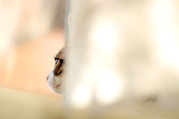 Cute tabby kitten hiding behind the lace curtain. Selective focus.