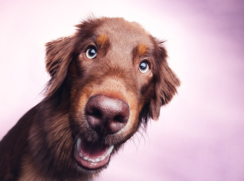 Hund schaut lustig in die Kamera 