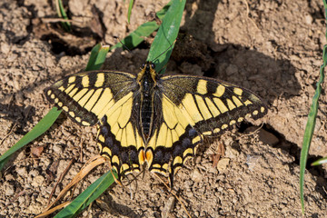 Schmetterling - Falter - Schwalbenschwanz - gelb