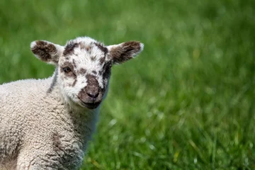 Tuinposter Close up of cute new born lamb in Spring in English countryside © Nigel