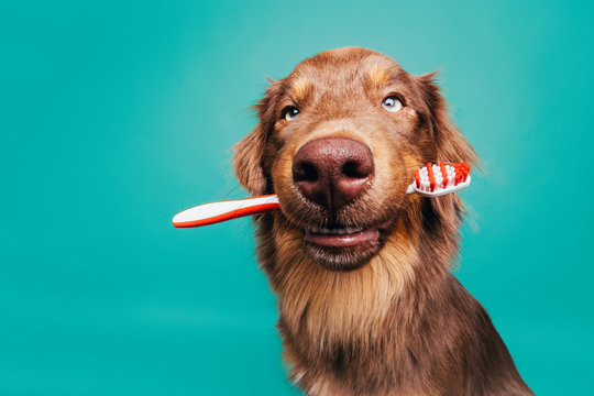 Hund mit Zahnb&uuml;rste