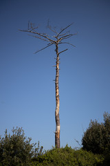 One tree without leaves