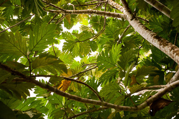 Looking up at a canopy of Breadfruit tree leaves backlit by the sun