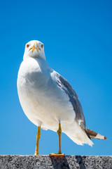 White gull perched on a marble wall in the ancient city of Rome

