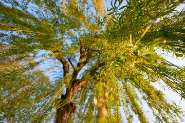 Trauer Weide ( Salix babylonica ) leuchtet am frühen Morgen orange und grün. senkrecht nach oben fotografiert. geringe Tiefenschärfe, Im Schlossgarten Stuttgart