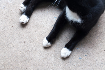 Black and white cat leg lying on the floor.Cat's paw.