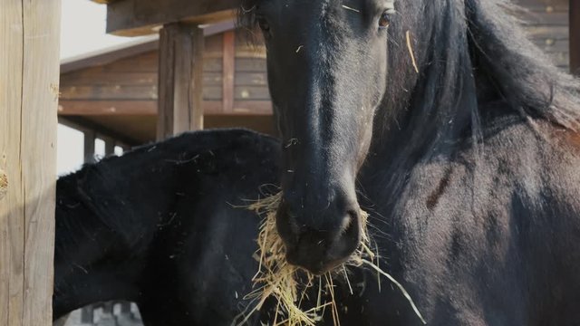 A lone horse eats a hay or oats in a ranch. Black stallion in captivity. Close up 4k