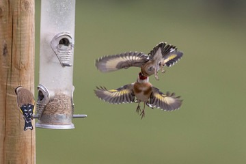 Goldfinches fighting over the best spot on the feeder