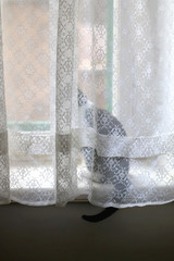 Cute tabby kitten hiding behind the lace curtain. Selective focus.