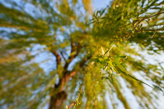 Trauer Weide ( Populus flere ) leuchtet am fr&uuml;hen Morgen orange und gr&uuml;n. Senkrecht nach oben fotografiert. geringe Tiefensch&auml;rfe