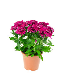 Beautiful bush of pink chrysanthemum in pot on white background.