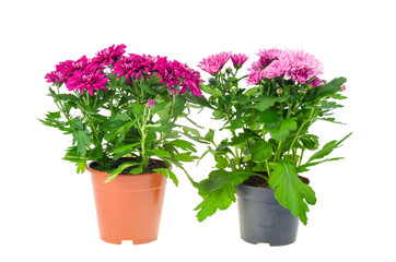 Beautiful bush of pink chrysanthemum in pot on white background.