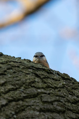A nuthatch looking down from an oak branch