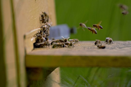 Przczoły wlatujące do ula