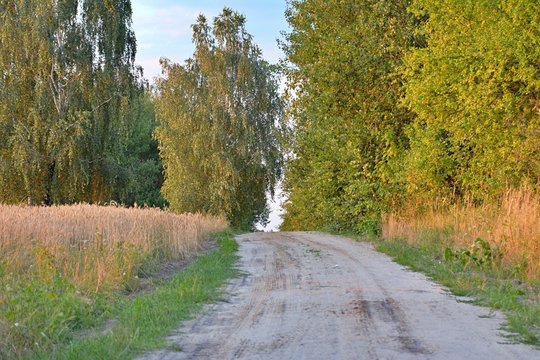polna droga  wśr&oacute;d zborza i drzew
