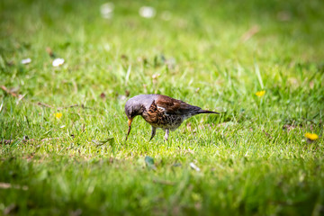snowbird on the green spring grass (Turdus pilaris)