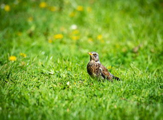 snowbird on the green spring grass (Turdus pilaris)