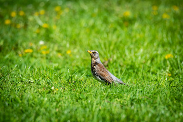 snowbird on the green spring grass (Turdus pilaris)