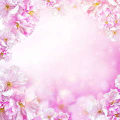 White background with beautiful pink cherry flowers for your design and home decor