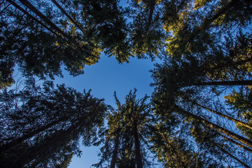 Obraz premium trunks of pines are directed to the blue sky