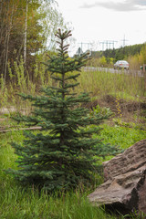 Green young christmas tree by the road. Spring time