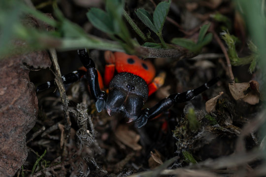 Eresus sp. A red ladybird spider in a defensive or attack position surrounded by vegetation.