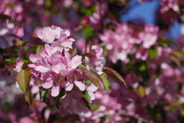 Floring tree with red or pink flowers in spring. flowers close-up, screensaver or background with the smell of spring. Beautiful cherry blossom sakura